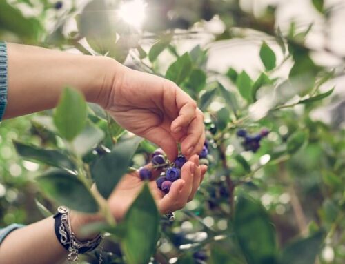 Your Guide to Blueberry Picking at Manotak Lodge