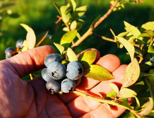 Manotak Lodge Fishing Trip Enhancements